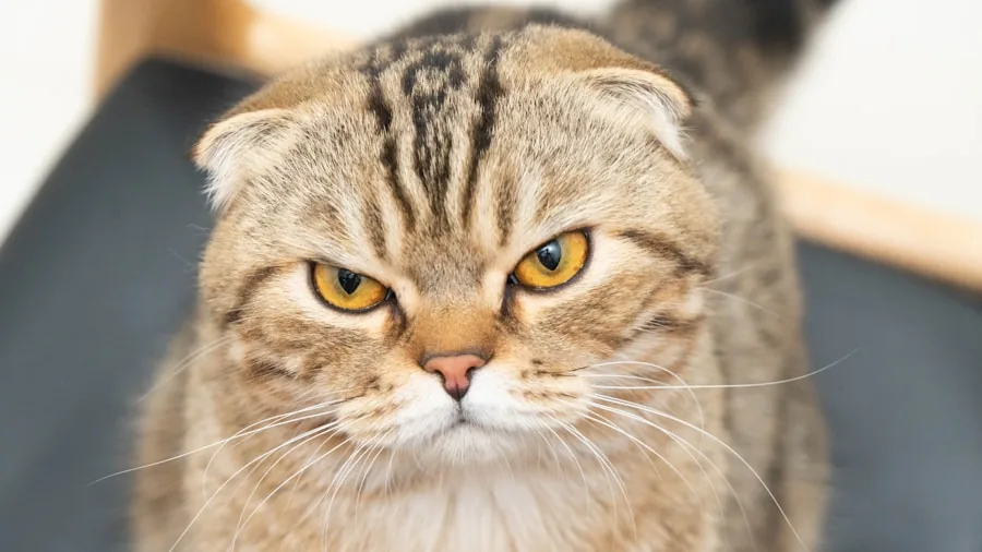 New EU Cat Breeding Law What Buyers Should Know 2 Scottish Fold cat ears close up