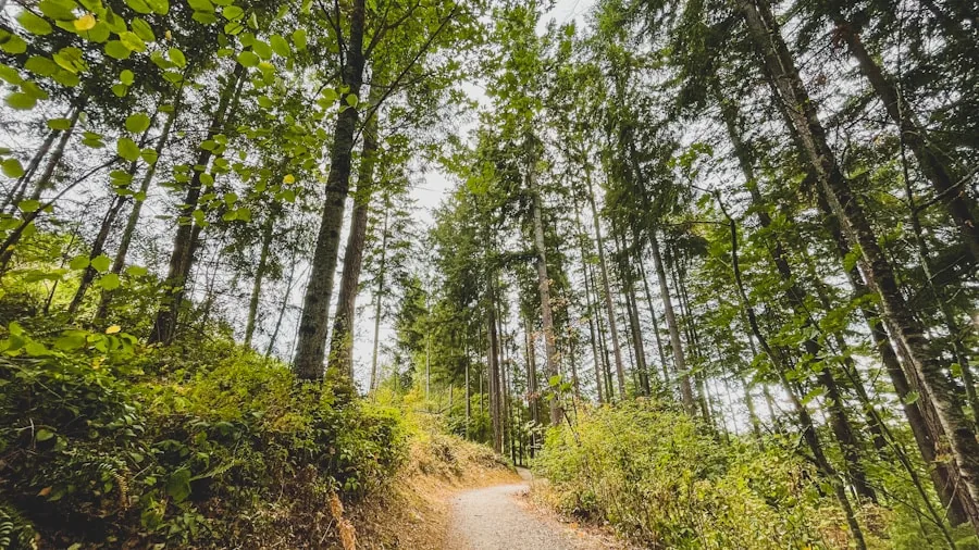 Amtrak Empire Builder Route: What Hikers Should Know About This Cross Country Adventure 3 Seattle urban park forest trail