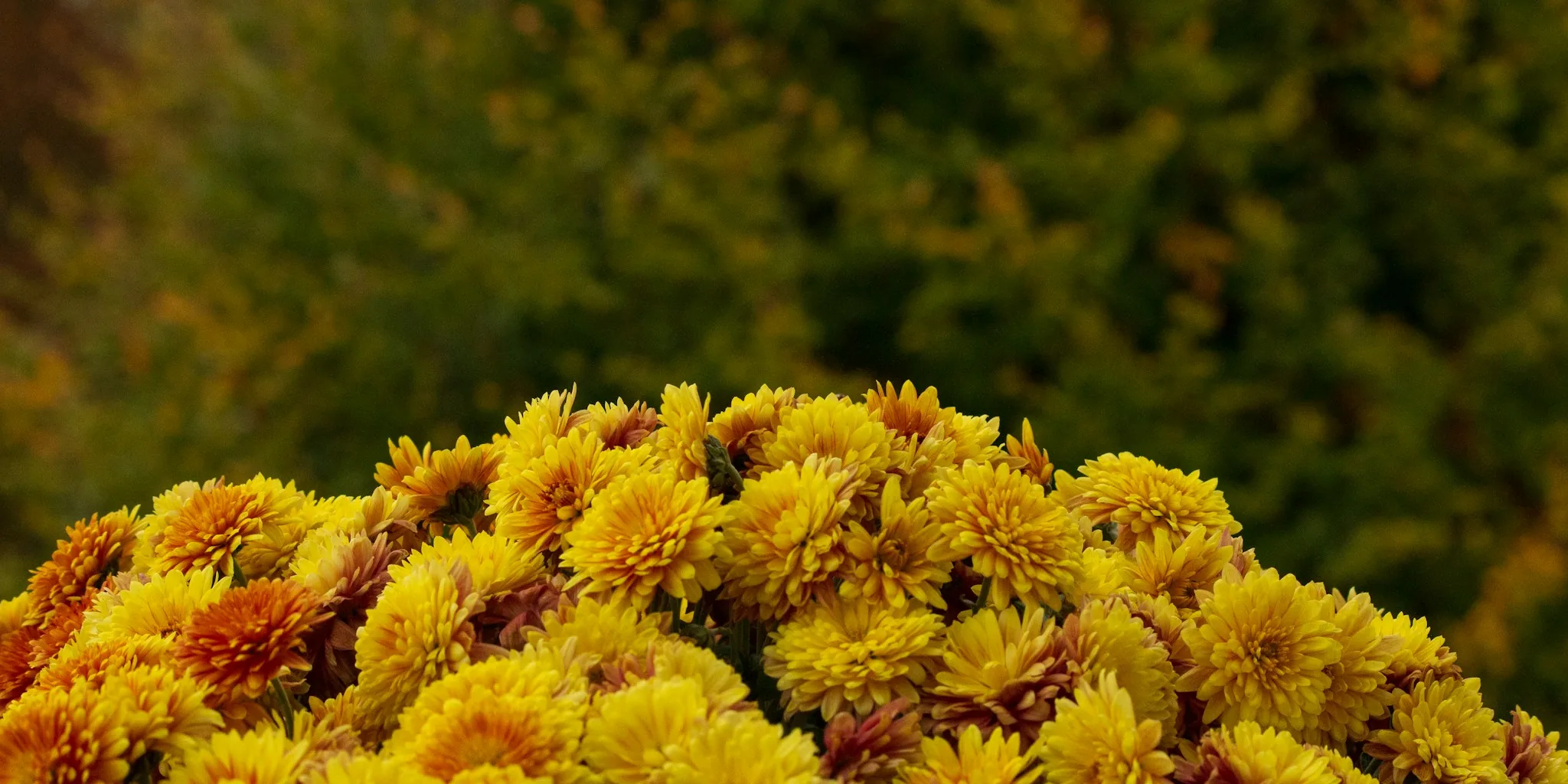 Fall Plant Pairing: Sedum and Asters