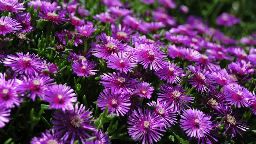 Fall Plant Sales: What Savvy Shoppers Should Know About End of Season Bargains 3 sedum coneflower purple blooms