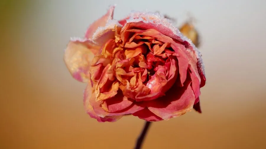 Seven Plants That Deliver Blooms Now and Visual Interest Through Winter 2 sedums dried flowers frost