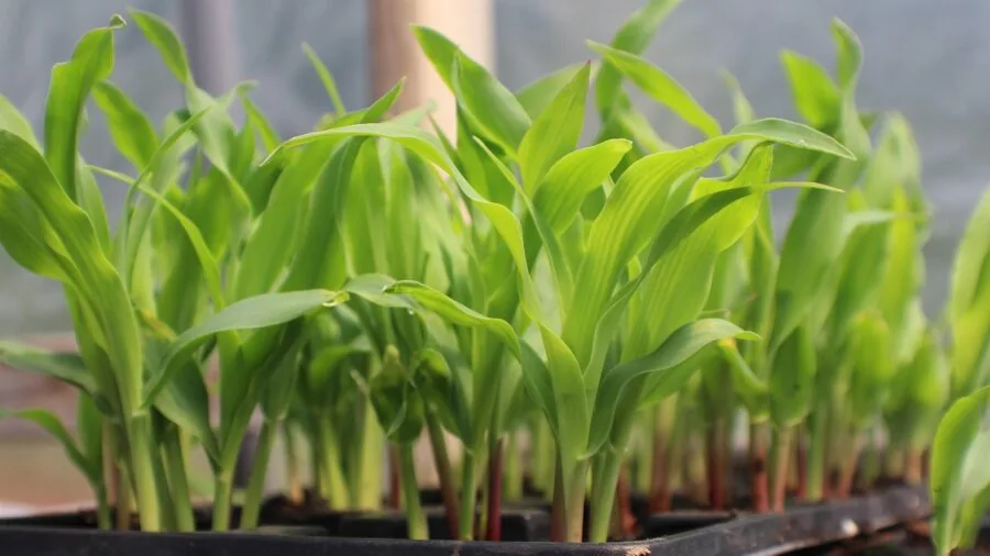 seedlings growing in cardboard pots