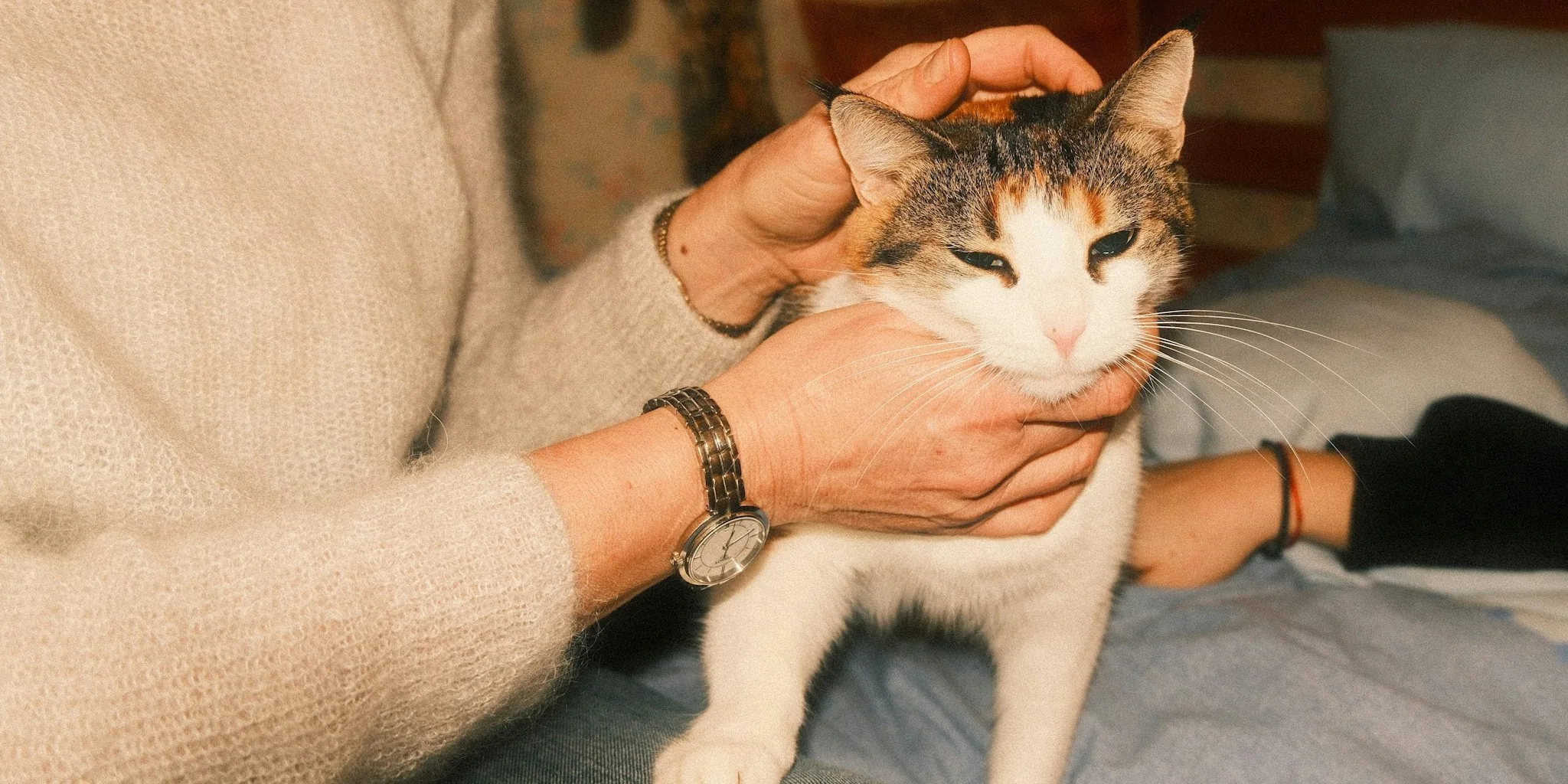 Senior Cats Need Homes: What Families Should Know