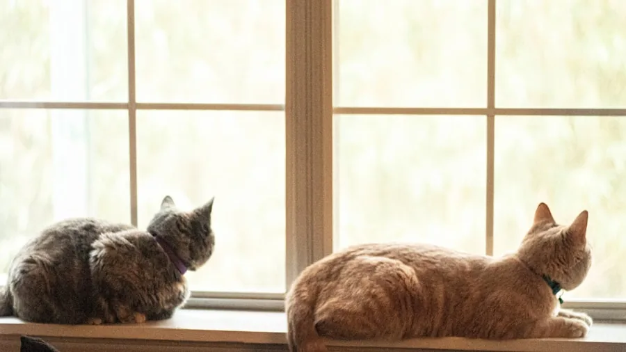 Research Shows Moving Cats Indoors Is Easier Than Expected: What Shoppers Need to Know 3 senior cat resting by window