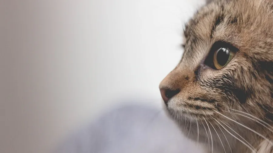 Cat Brain Aging Study Reveals What Senior Cat Behaviors Really Mean for Pet Owners 2 senior cat veterinary brain scan