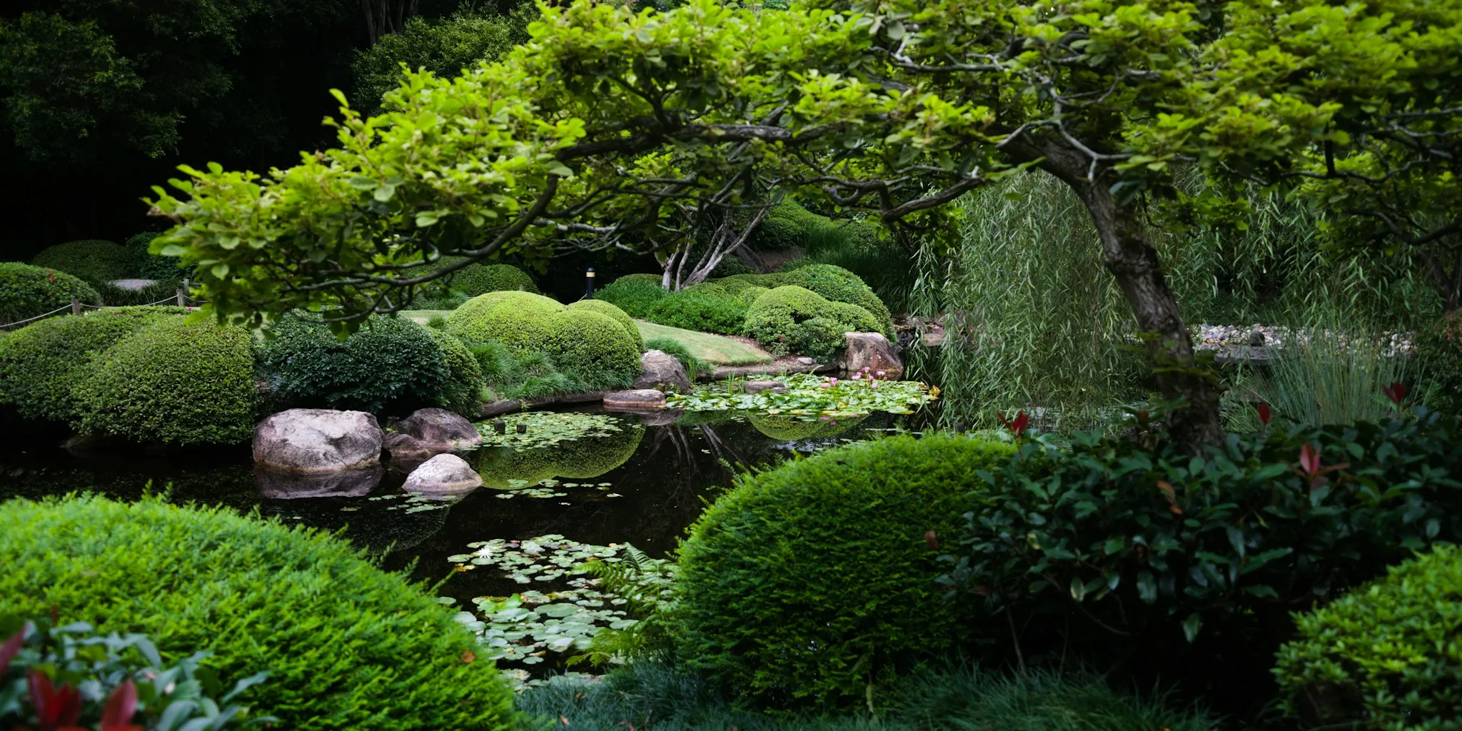 Build Your Own Koi Pond: Expert Design Tips