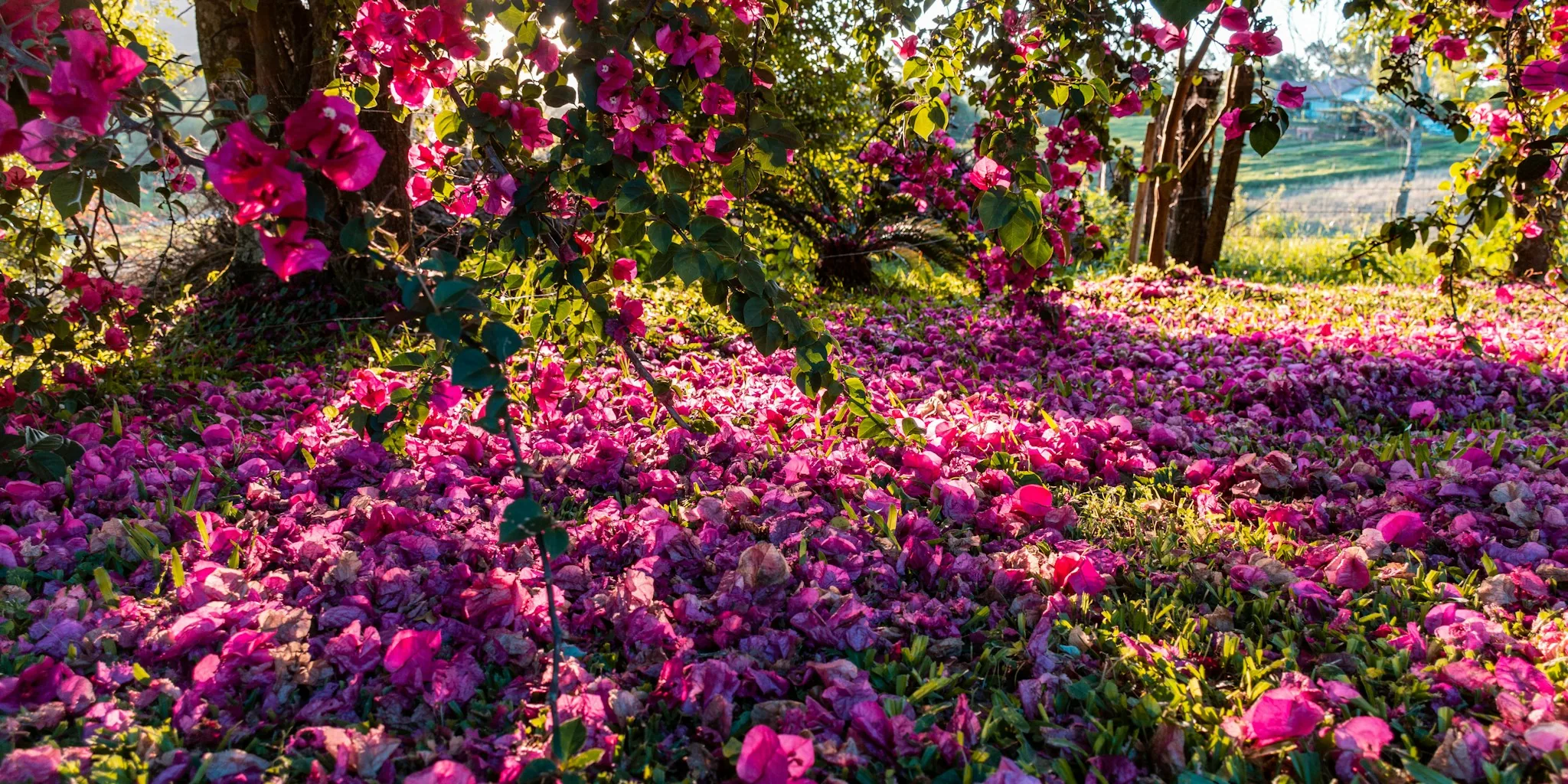Shade Ground Cover Eliminates Patchy Grass Problem