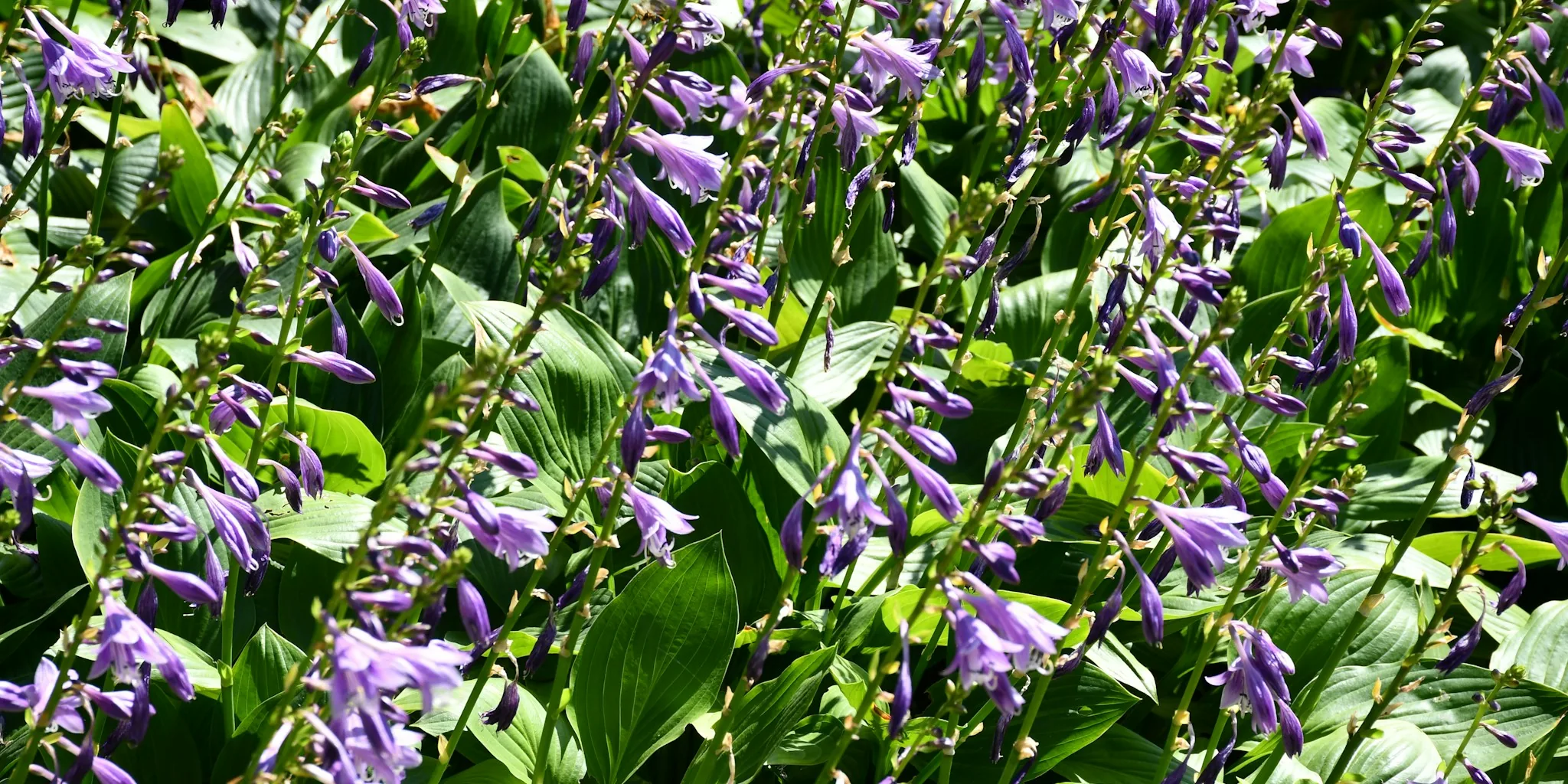 Why Purple Plants Disappear in Shade