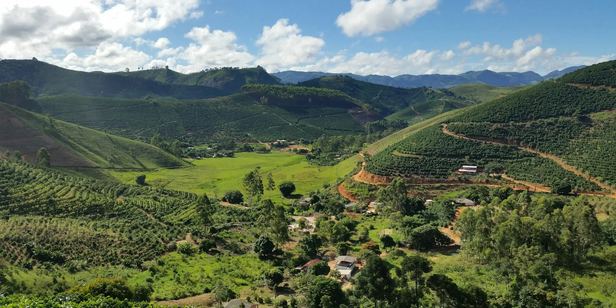 Bird-Friendly Coffee Needs Forest Protection Too