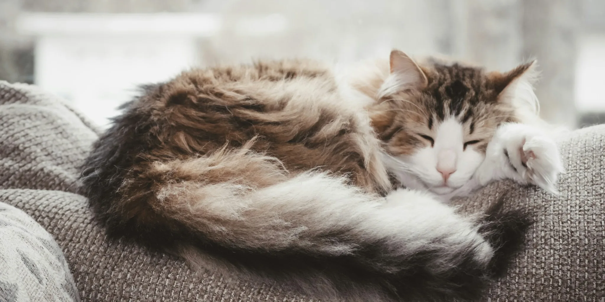 13 Cat Health Signs Pet Owners Overlook