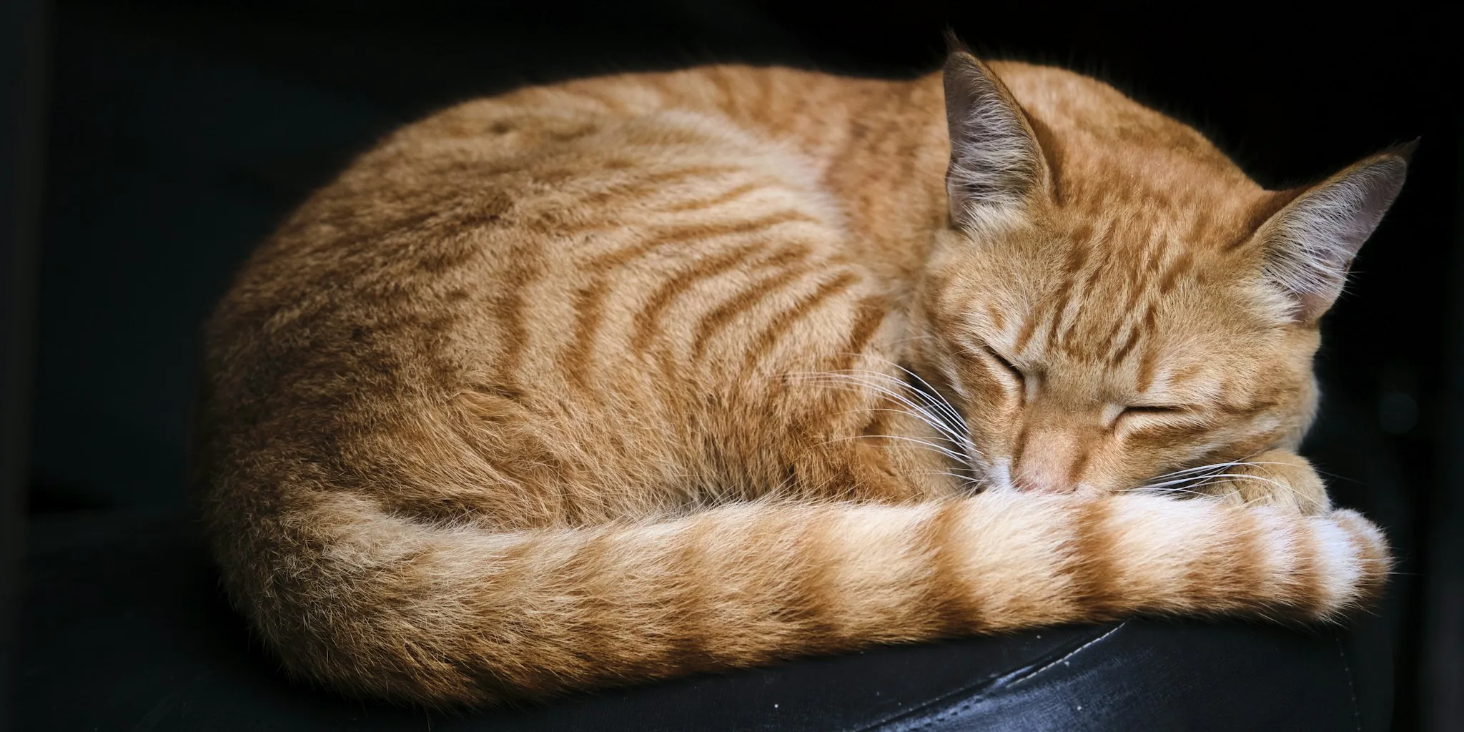 Laziest Cat Contest Winners Crowned at Catster