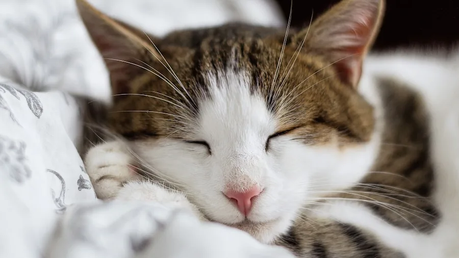 Cat Purrs Are Unique to Each Cat: What New Research Means for Pet Owners 3 sleeping cat relaxed peaceful