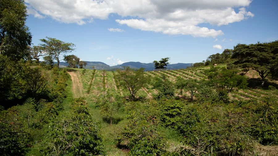 Ecuador's Deforestation Free Coffee Movement Scales Up: What Shoppers Need to Know 3 small farm agroforestry system