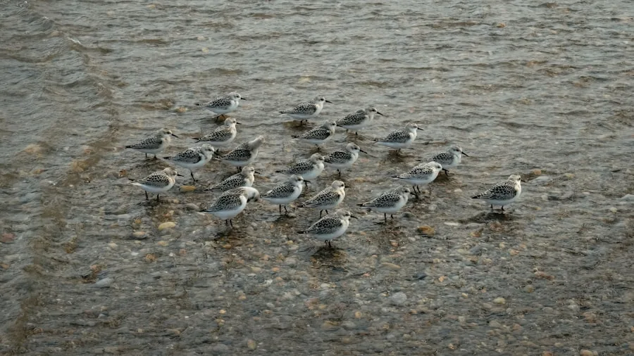 Small songbirds splashing in shallow water during outdoor bath time