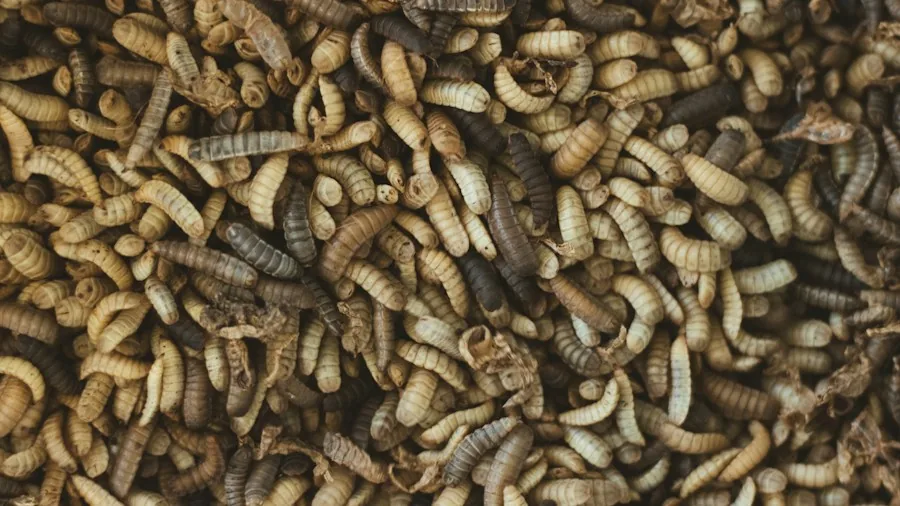 Fall Garden Pest Control: What Shoppers Should Know About Removing Pests Now 3 soil insects beetles larvae