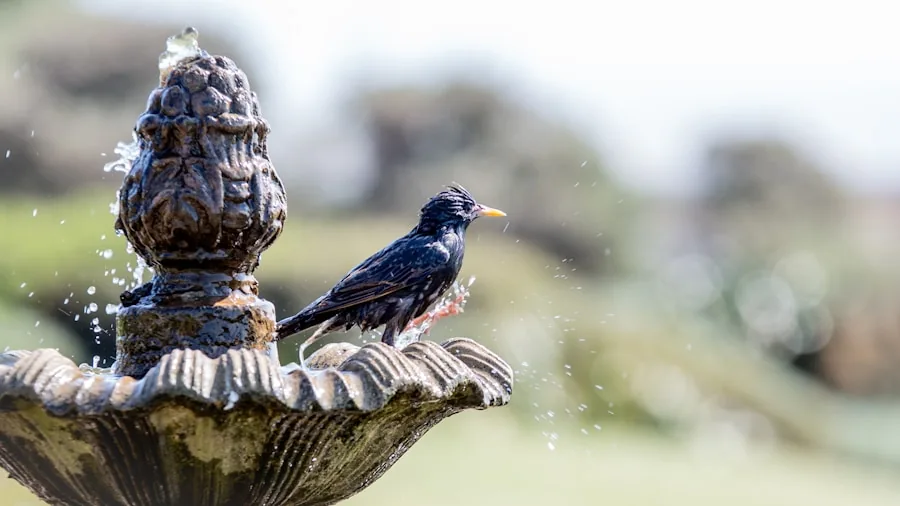 Solar Hummingbird Fountains Help Birds Prepare for Fall Migration What Shoppers Need to Know 2 solar fountain floating bird bath