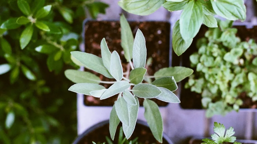 spearmint herb container garden