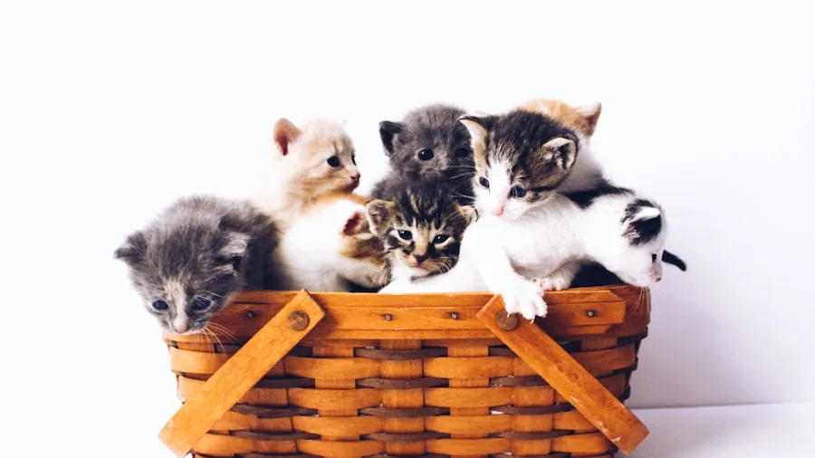 Orphan Kitten Crisis Sparks National Movement: What Shelter Reform Means for Adopters 2 specialized nursery medical equipment kittens