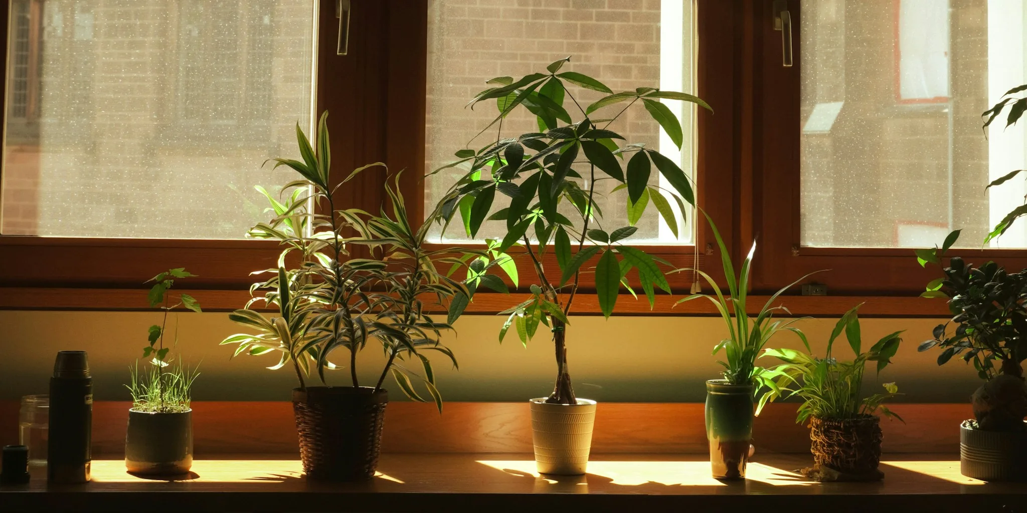 Stop Brown Spider Plant Leaf Tips This Fall