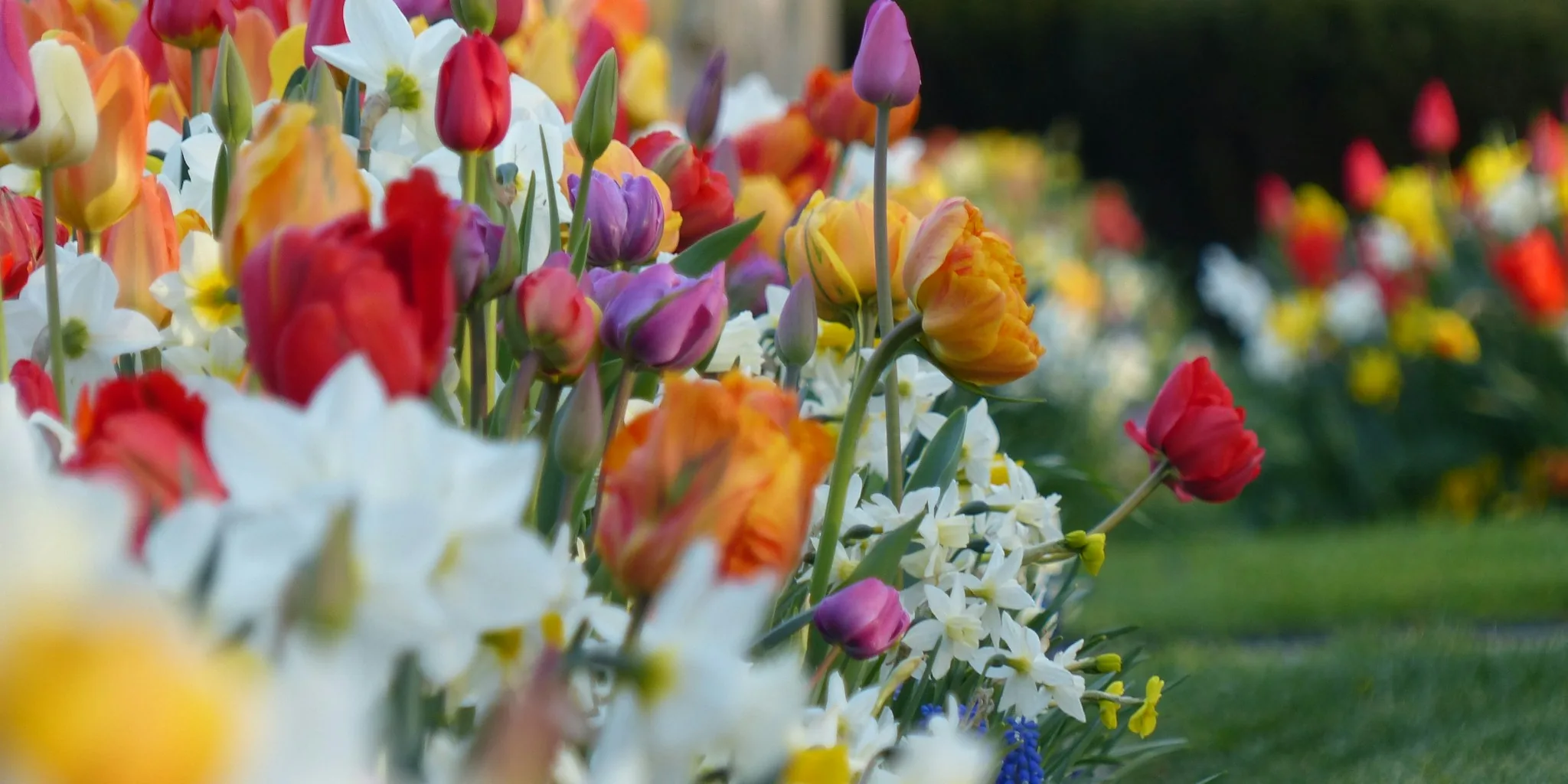 Seven Unusual Bulbs to Plant This September