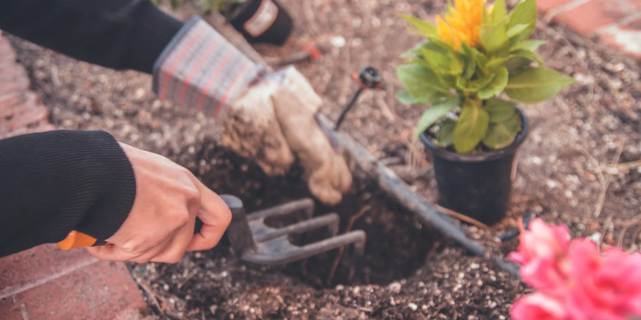 Garden Bulb Myth Busted: Orientation Matters Less Than You Think