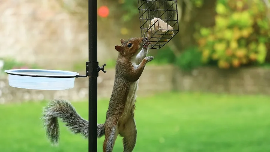 The %product_count% Best Bird Feeders 3 Squirrel attempting to access bird feeder in backyard garden setting