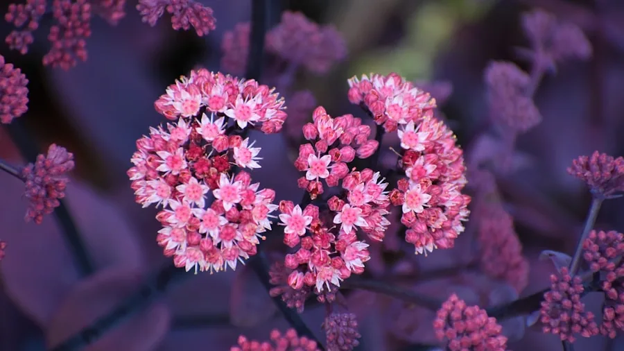 Sedum and Aster Plant Pairing: What Fall Gardeners Should Know 2 stonecrop sedum flower blooms