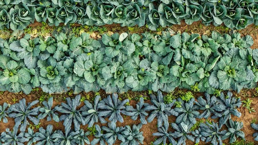 Meghan Markle's Harvest Basket Trend: What Home Gardeners Need to Know 3 succession planting vegetable rows