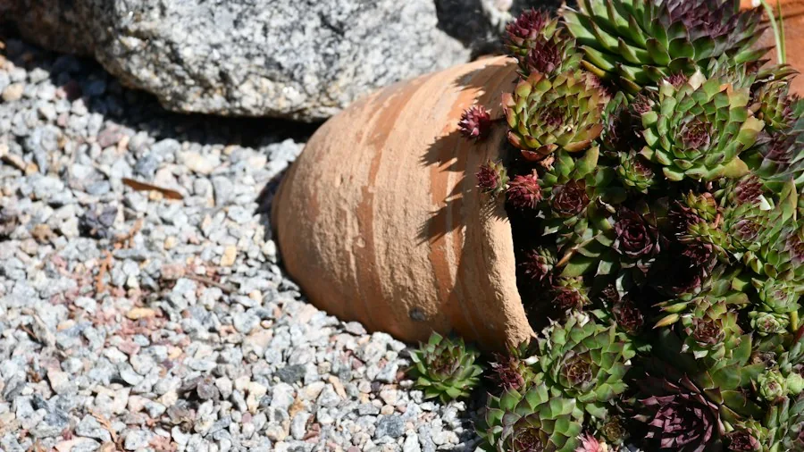 Gravel in Pot Bottoms Gets a Second Look: What 2025 Research Means for Your Garden 3 succulent plants in containers