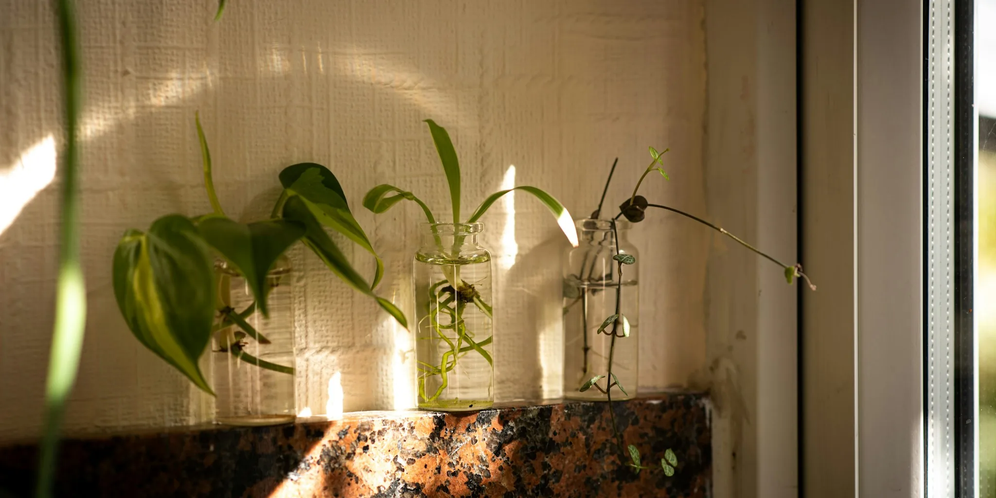 7 Tips to Grow Plants from Kitchen Scraps on Your Windowsill