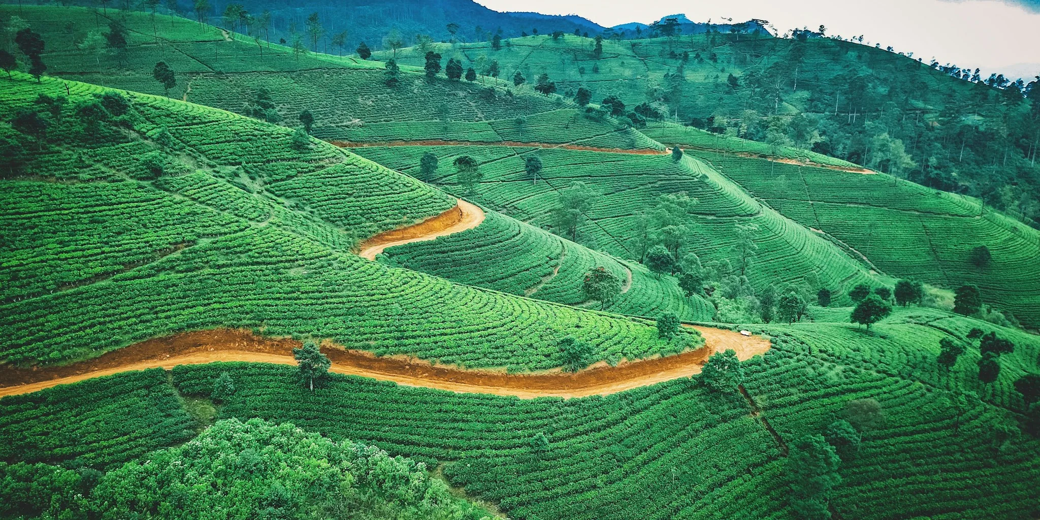 New Coffee Program Aims to Transform Global Production