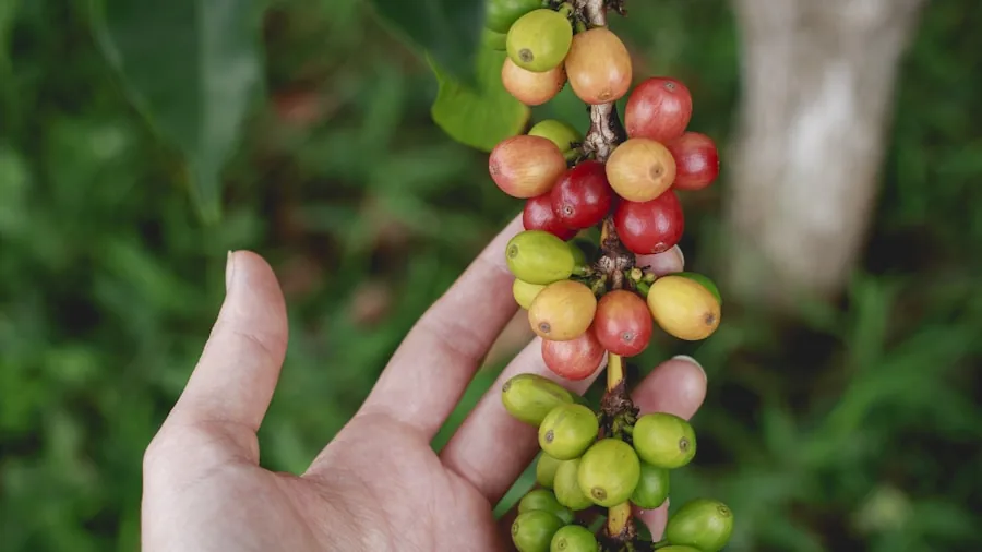 Manna Coffee Secures Over $300,000 in Funding to Expand Automated Kiosk Network Across US 3 sustainable coffee sourcing farmers
