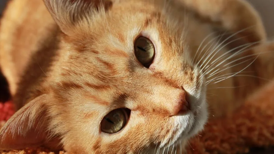 Cat Photo Contest Winners Show Why Felines Love High Perches 3 tabby cat on kitchen cabinet