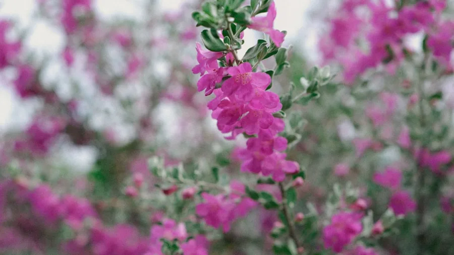 Extreme Heat Is Damaging Hydrangeas: What Plant Buyers Should Know 3 texas sage violet blooms