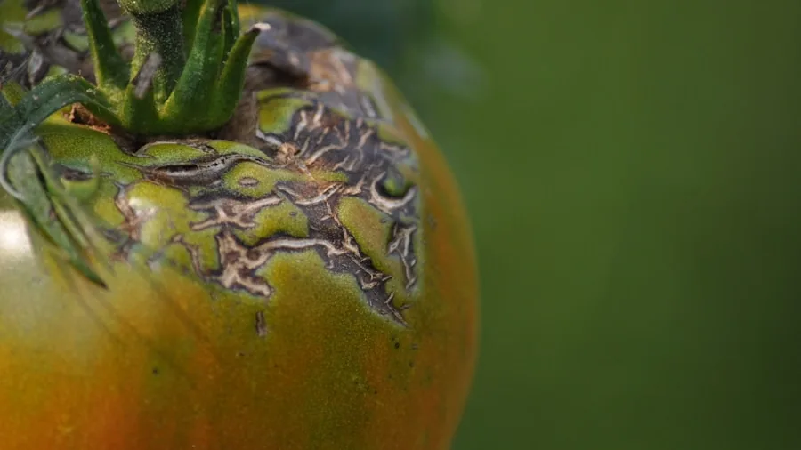 Yogurt and Tomato Blossom End Rot: What Gardeners Really Need to Know 3 tomato blossom end rot close up