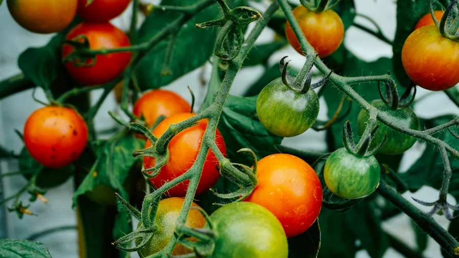 tomato pepper plants growing fruit