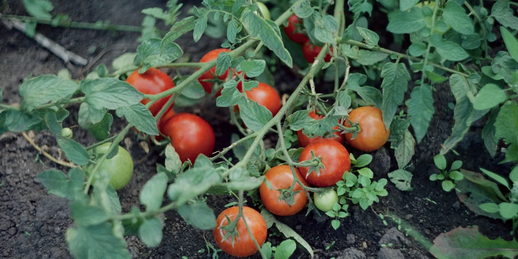 5 August Tomato Tasks for Peak Flavor
