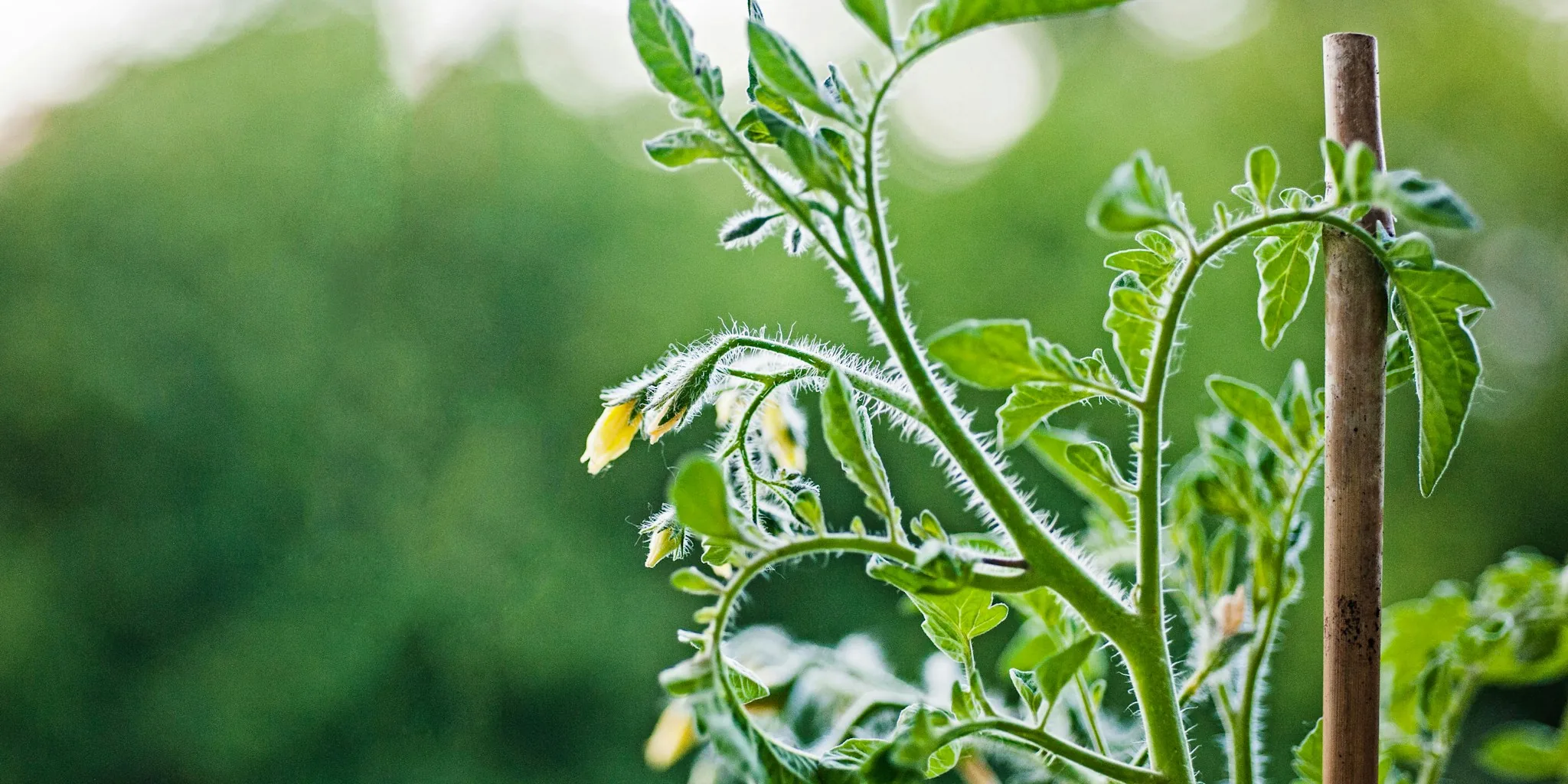 7 Tomato Plant End-of-Season Tasks Every Gardener Needs