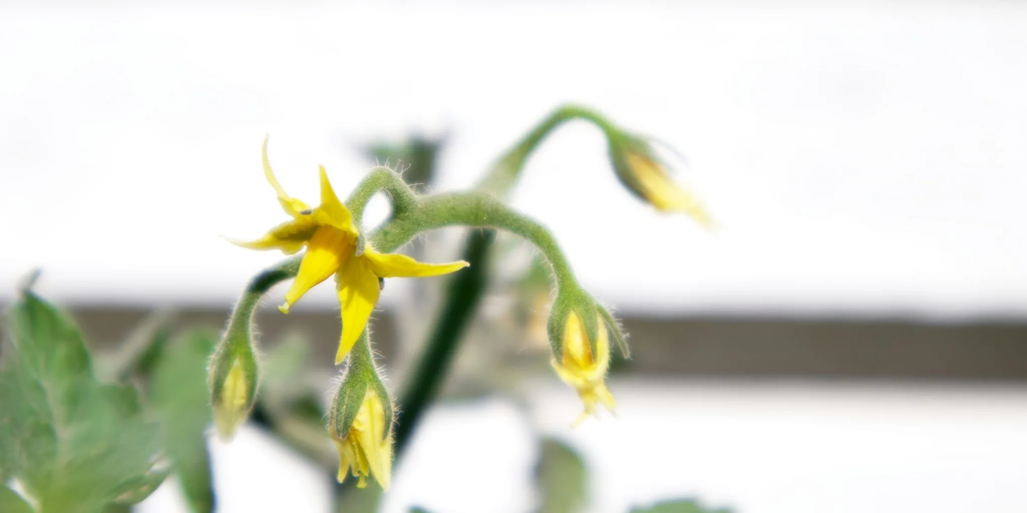 Tomato Flowers Dropping Off? Here's How to Fix It