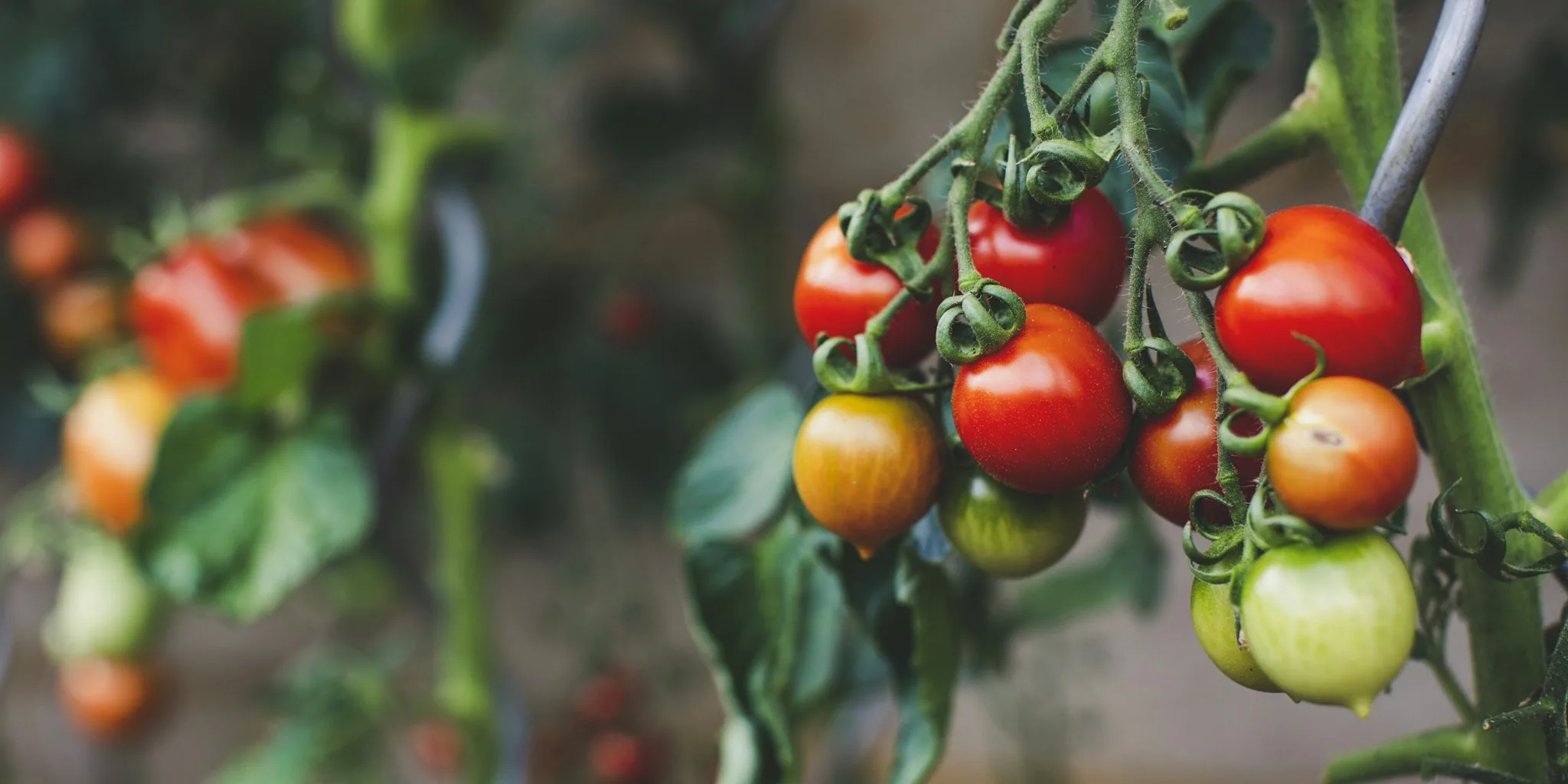 Does Yogurt Really Help Tomato Plants Grow