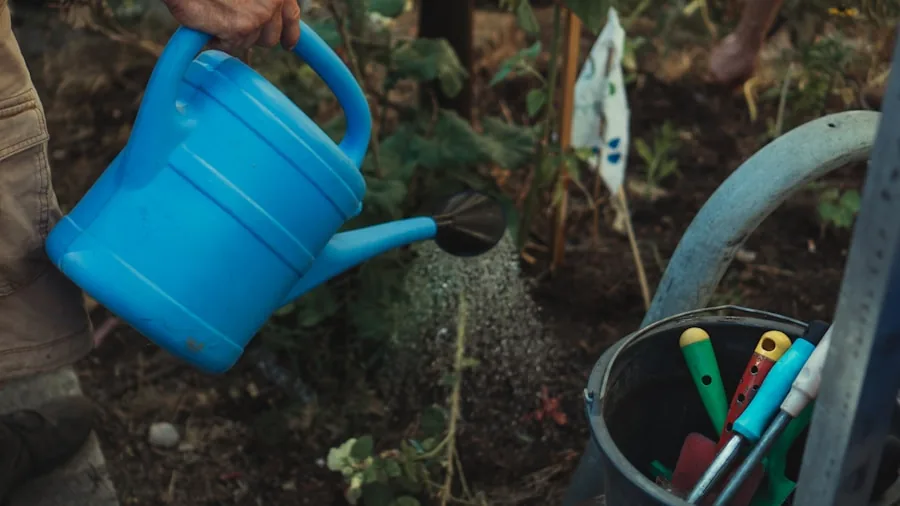 Tomato Plant Flowers But No Fruit: Solutions to Rescue Your Harvest Before Fall 3 tomato plant mulch watering soil