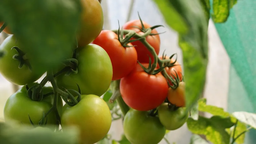 August Tomato Plant Care: 5 Essential Tasks for Maximum Flavor and Yield 2 tomato plant pruning techniques