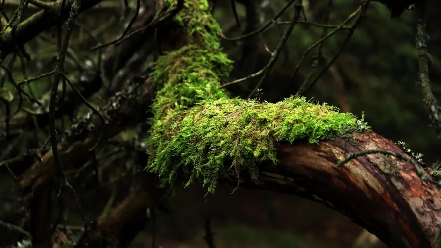7 Tree Pruning Tips to Let Your Garden Heal Naturally Without Sealants 3 tree bark and branch collar detail