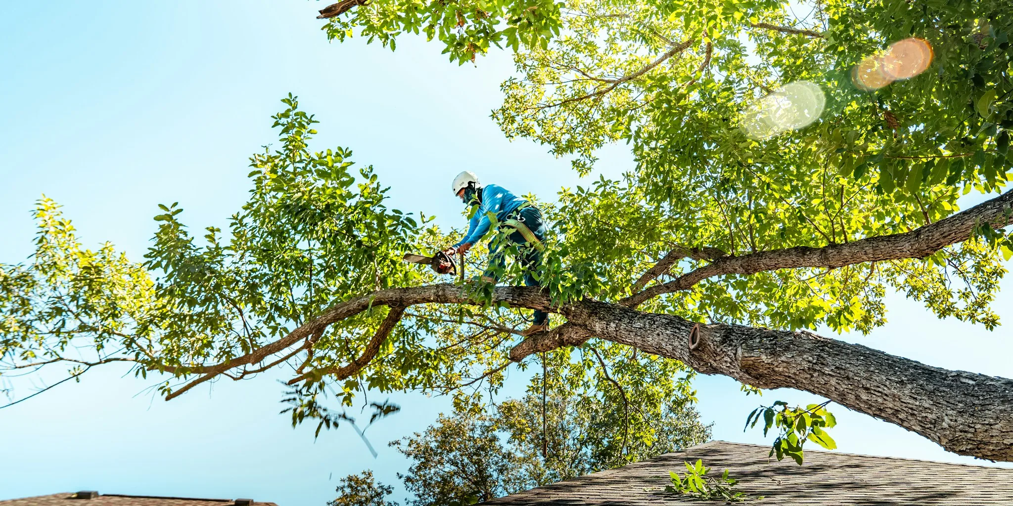 Skip the Sealant: 7 Pruning Tips for Healthy Trees