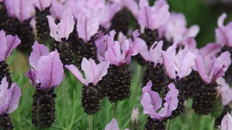 Lavender Plant Varieties for Every USDA Zone: A Buyer's Guide to Growing Success 3 tropical spanish lavender pink flowers