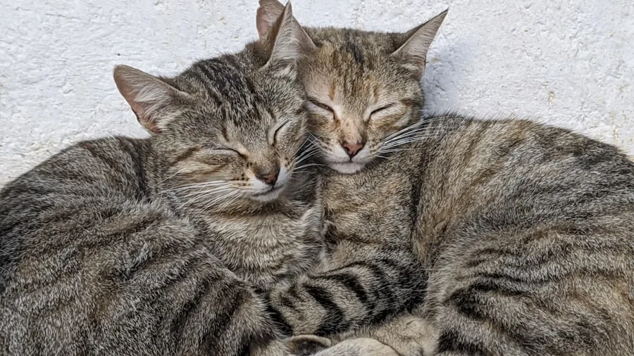 Senior and Special Needs Cats Finding Homes: What Buyers Should Know 3 two bonded cats cuddling together