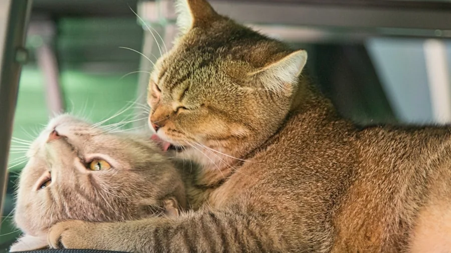 7 Tips to Tell If Your Cat Is Lonely and Needs a Companion 3 two cats grooming together peacefully