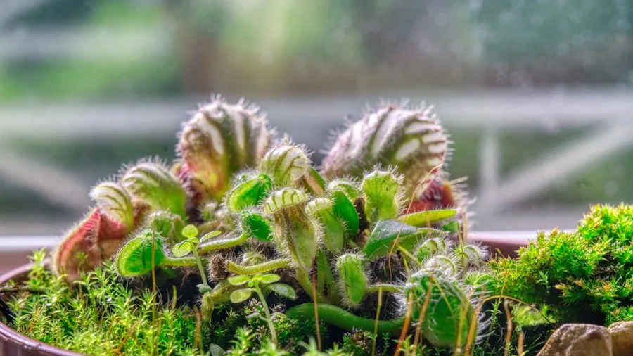 Birth Month Carnivorous Plants: What Shoppers Should Know About This Growing Trend 2 various carnivorous plant species terrarium