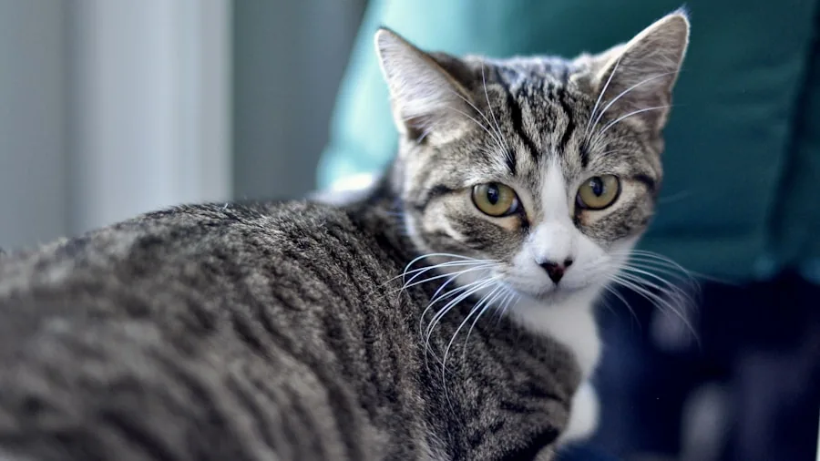 Pet Ownership Cost Surge: What Cat Owners Need to Know Before Adopting 2 vet examining tabby cat indoors