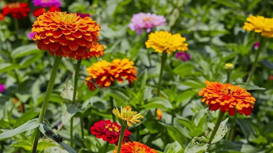 5 Fast-Growing Container Plants for Instant Summer Color: What Buyers Should Know 3 vibrant pink zinnia flowers blooming